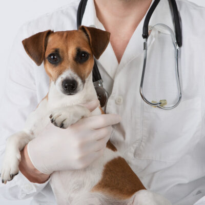 What You Should Look for in a Vet