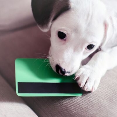 Budgeting Tips for Pet Owners
